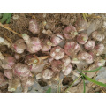 Good Quality New Crop Garlic 2019